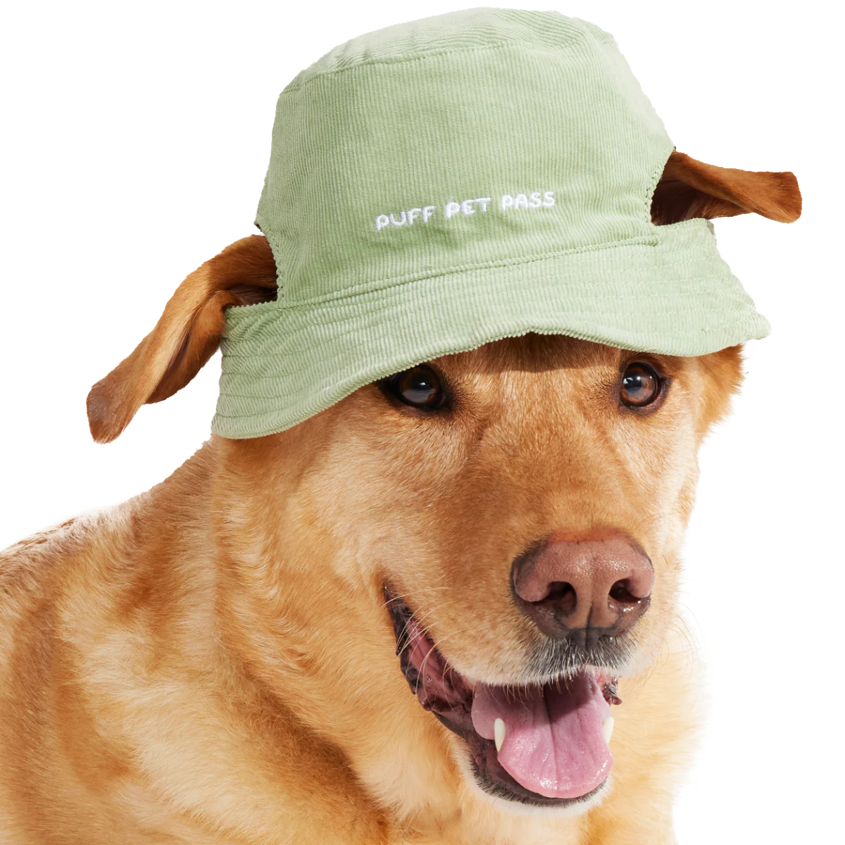 Blunt Hound Bucket Dog Hat