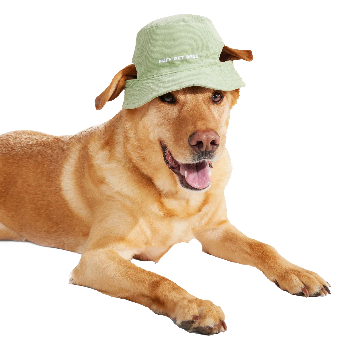 Blunt Hound Bucket Dog Hat - Image 3