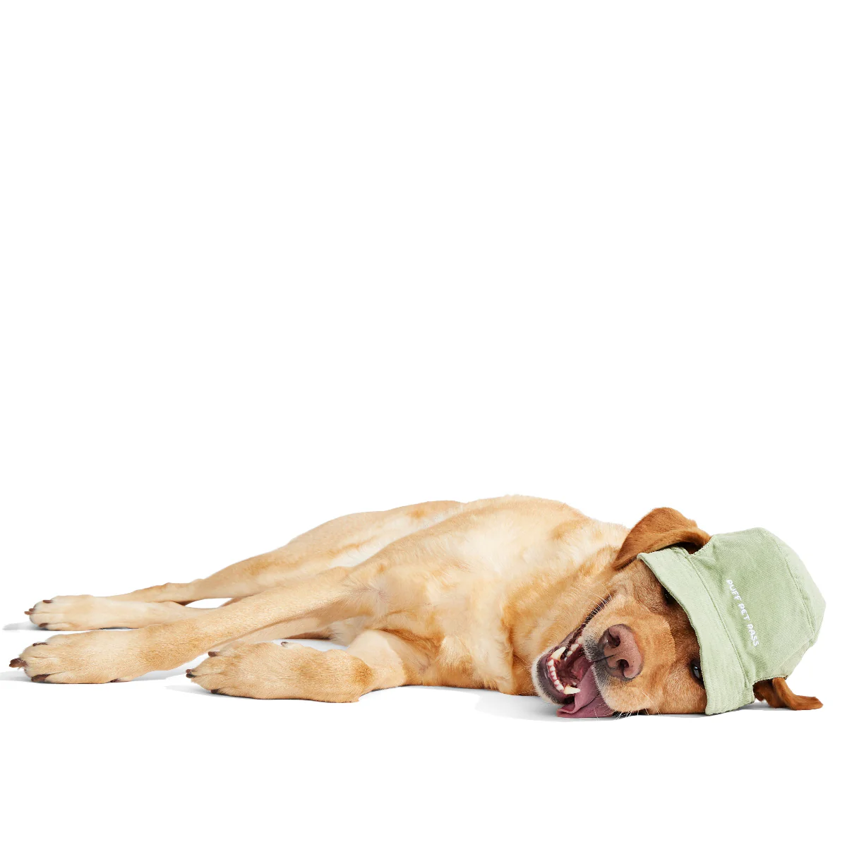 Blunt Hound Bucket Dog Hat - Image 4