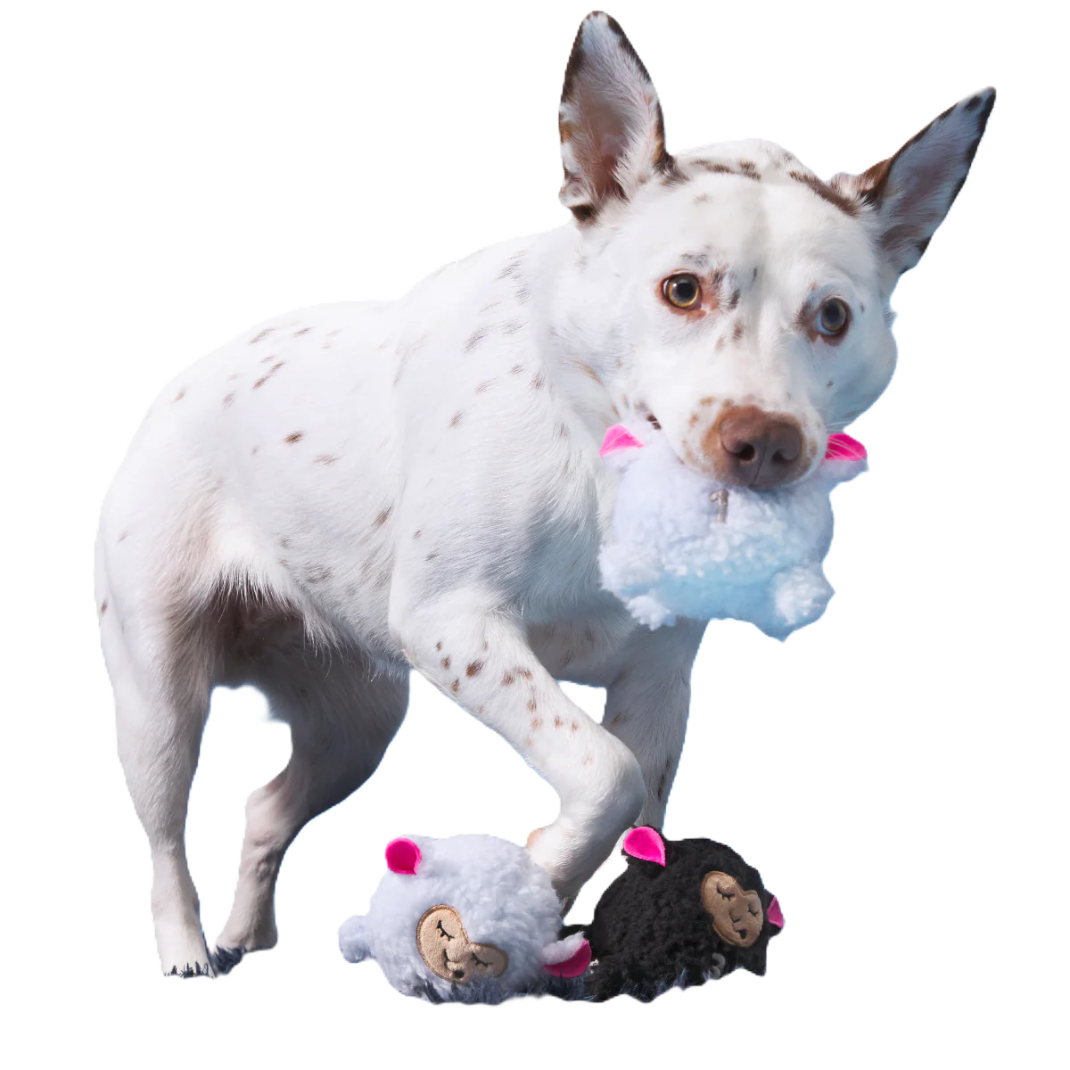Baa Baa Bark Sheep Plush Multi-Part + Fetch Dog Toy - Image 2