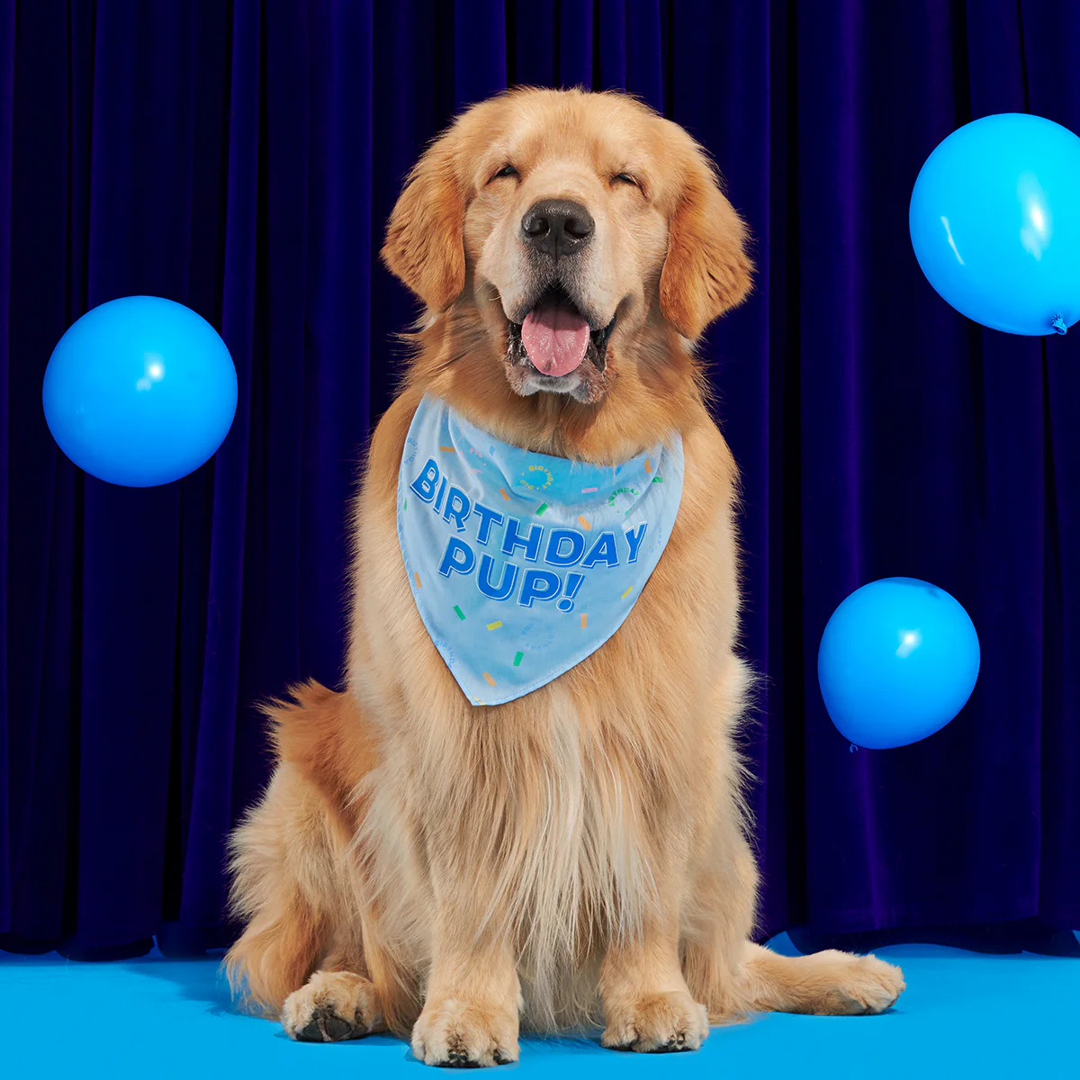 Birthday BarkBox (Toy-Only) - One Month Gift Box - Image 12