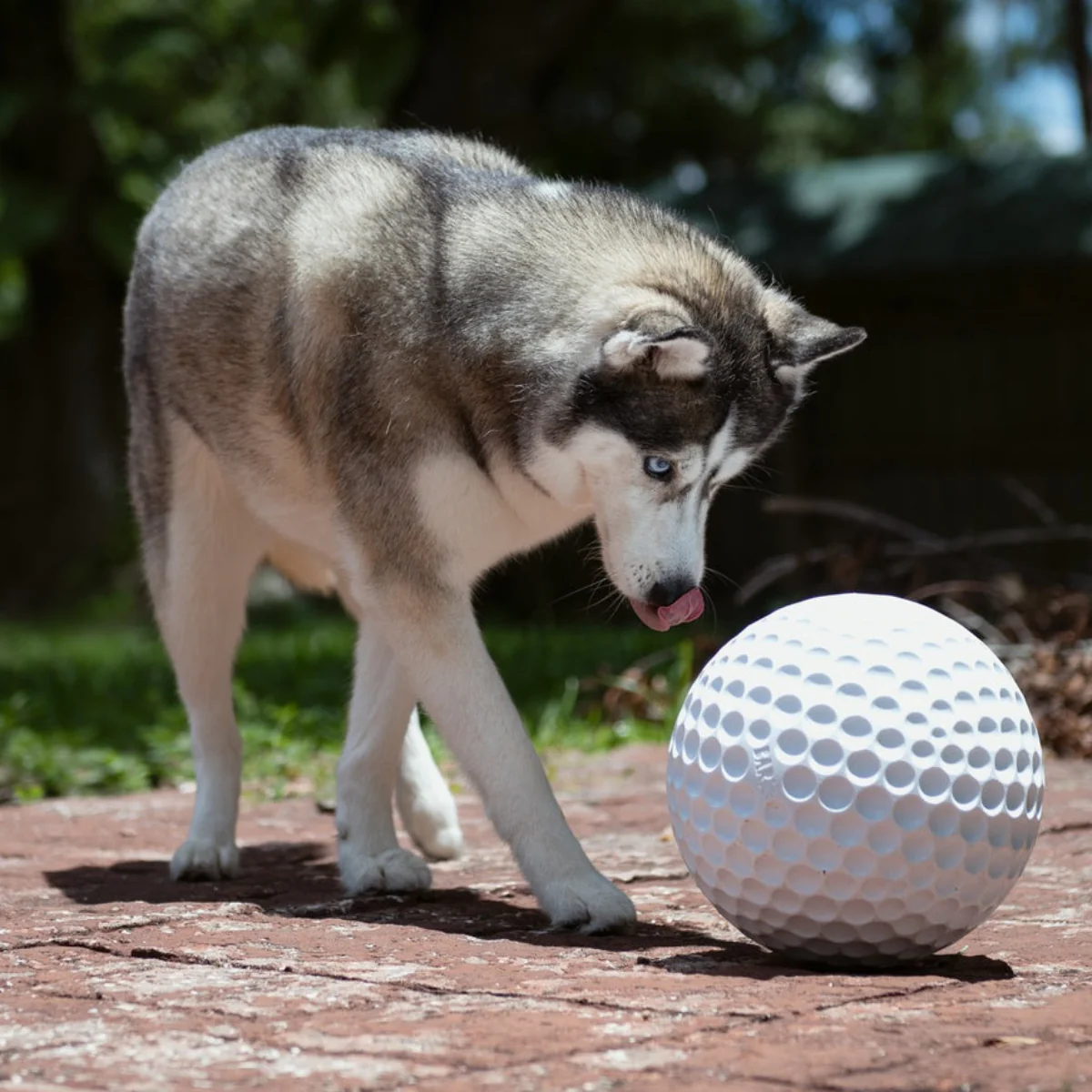 Big Swing Golf Ball Durable Super Chewer Fetch + Extra-Large Dog Toy - Image 2