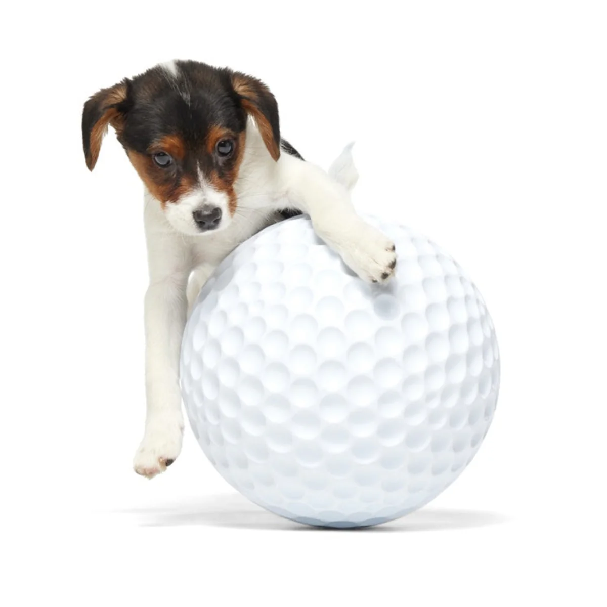 Big Swing Golf Ball Durable Super Chewer Fetch + Extra-Large Dog Toy - Image 3