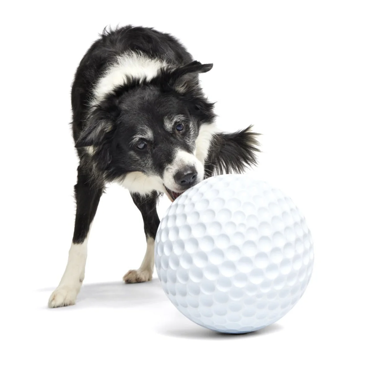 Big Swing Golf Ball Durable Super Chewer Fetch + Extra-Large Dog Toy - Image 4