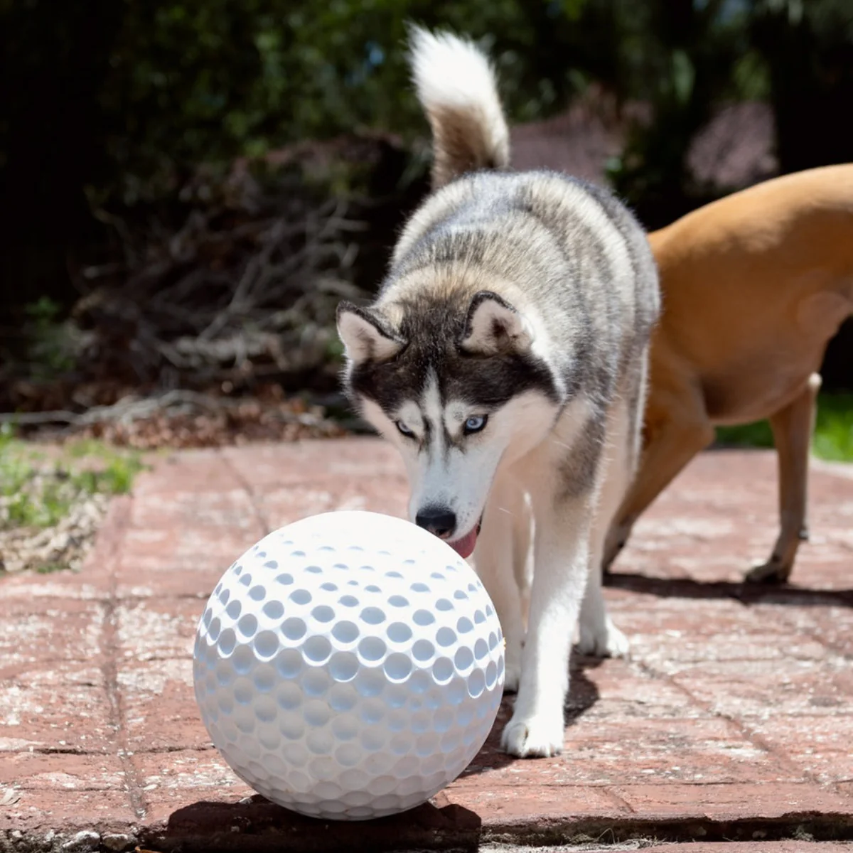 Big Swing Golf Ball Durable Super Chewer Fetch + Extra-Large Dog Toy - Image 5