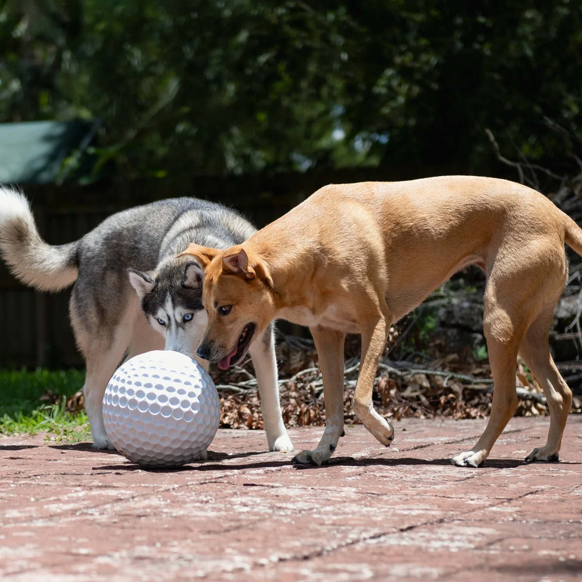 Big Swing Golf Ball Durable Super Chewer Fetch + Extra-Large Dog Toy - Image 6