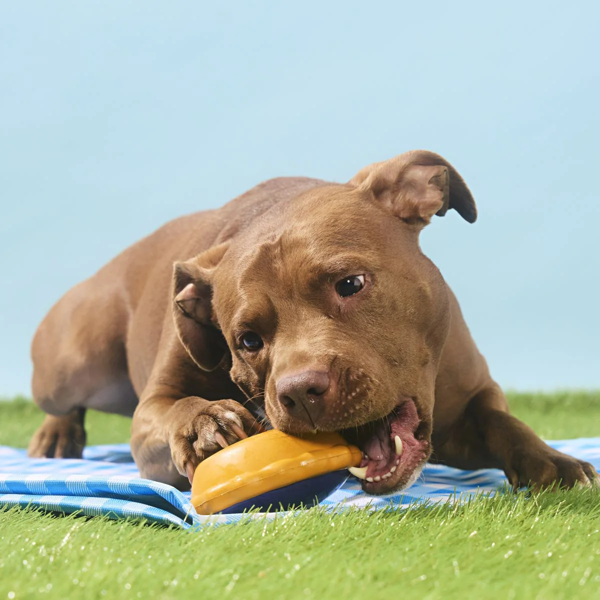 Blueberry Pie Durable Super Chewer Enrichment Dog Toy - Image 4