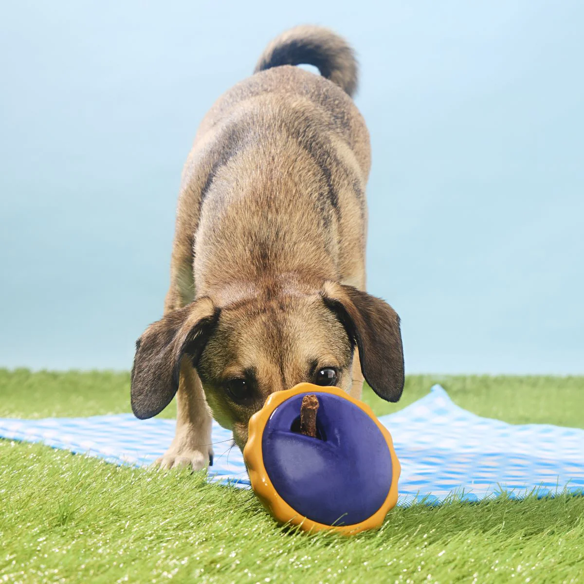 Blueberry Pie Durable Super Chewer Enrichment Dog Toy - Image 5