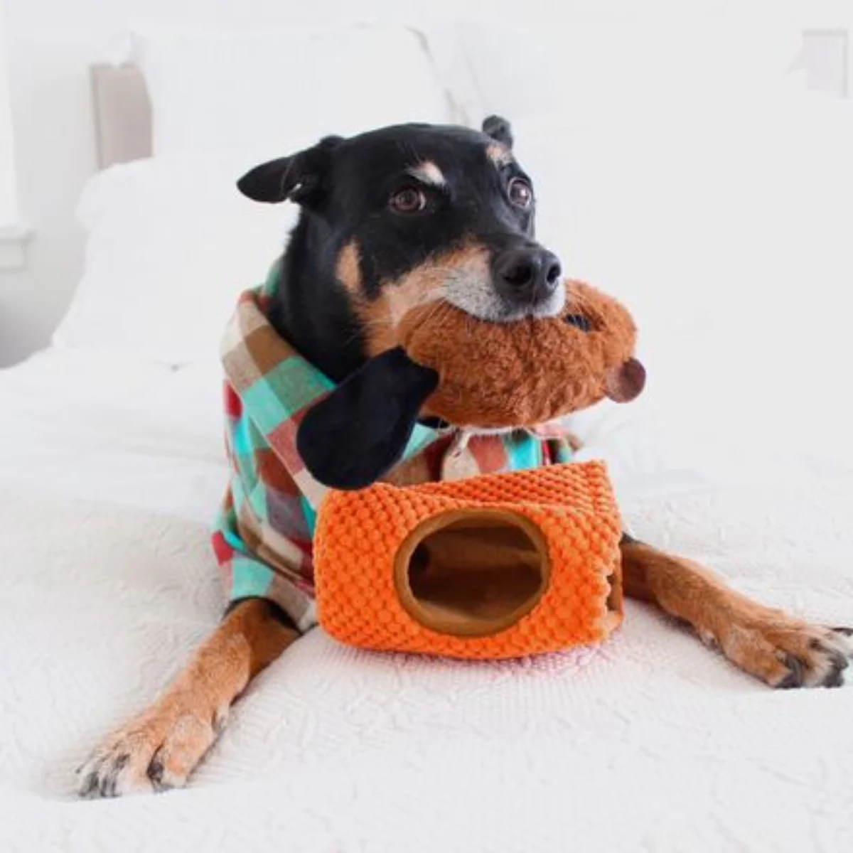 Bucktooth Chuck Plush Multi-Part + Enrichment Dog Toy - Image 2