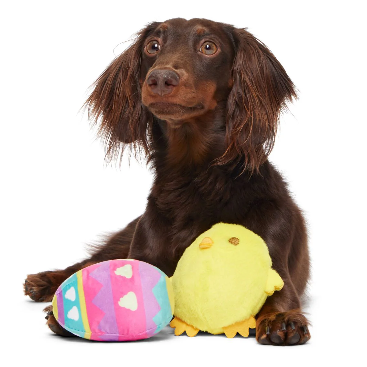 Chickie Poo Plush Multi-Part + Fetch Dog Toy - Image 2