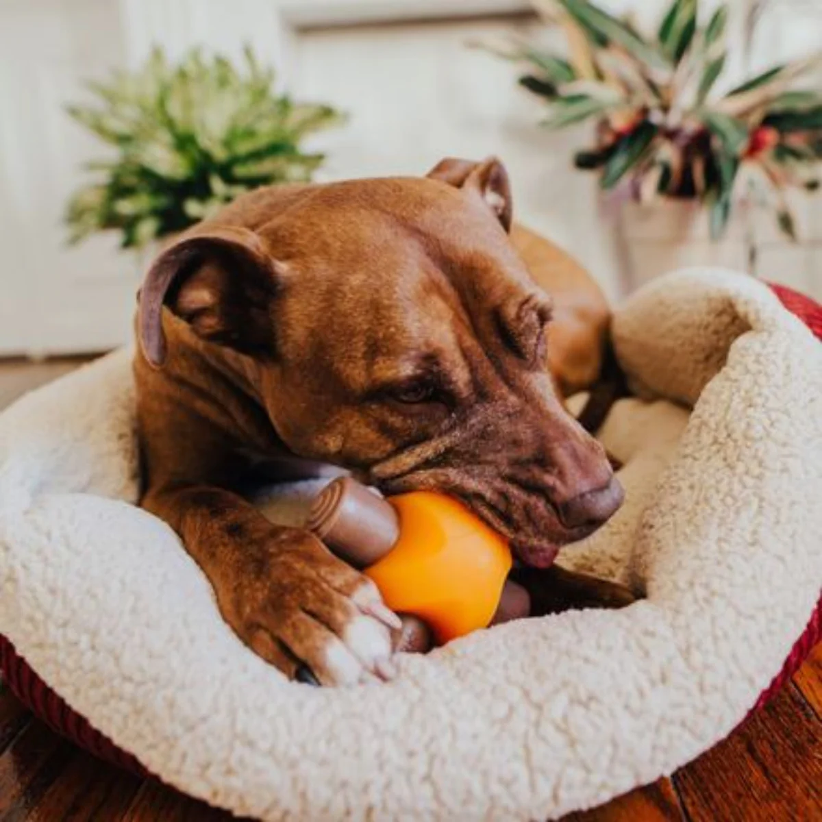 Chompfire Super Chewer Durable Gnaw Dog Toy - Image 3
