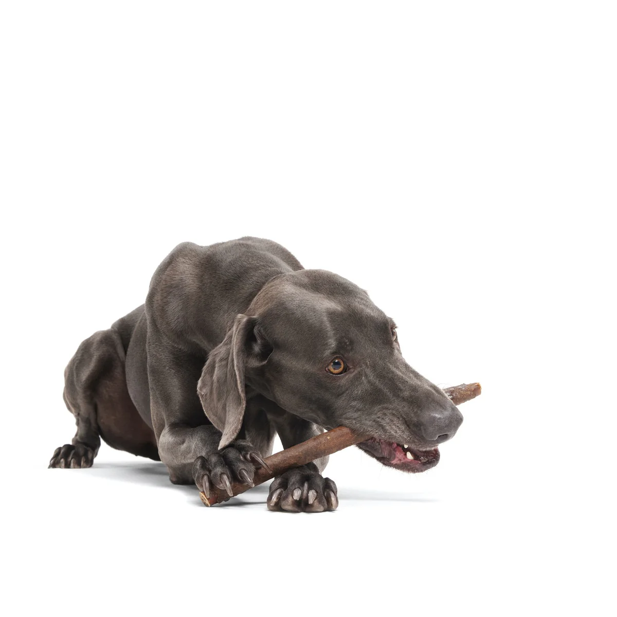 Classic Chewin' Collagen Chew Beef Bully Stick - Image 3
