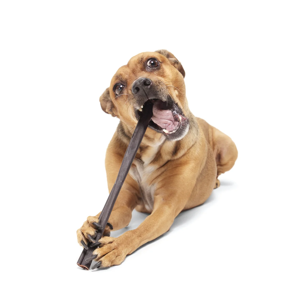 Classic Chewin' Collagen Chew Beef Bully Stick - Image 4