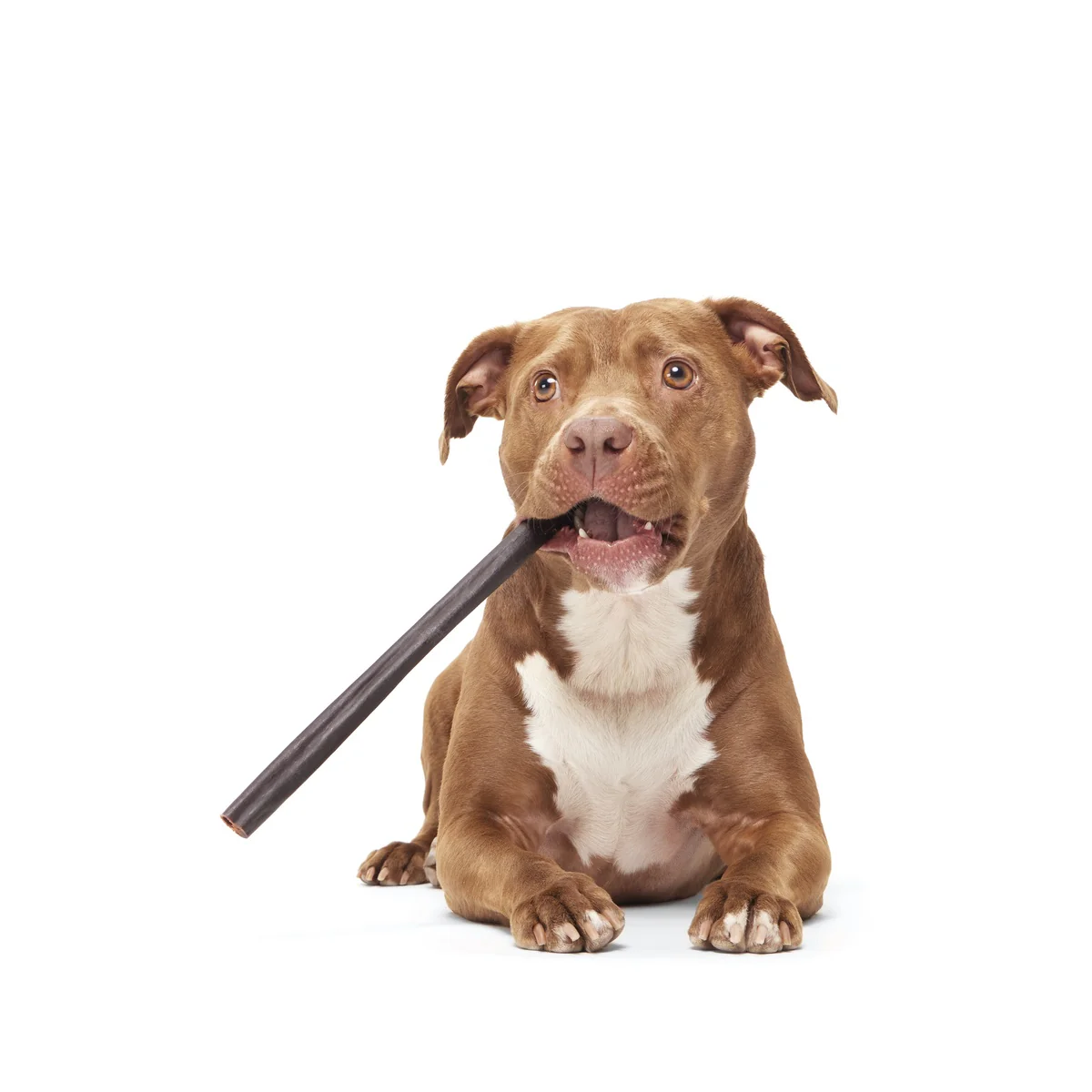 Classic Chewin' Collagen Chew Beef Bully Stick - Image 5