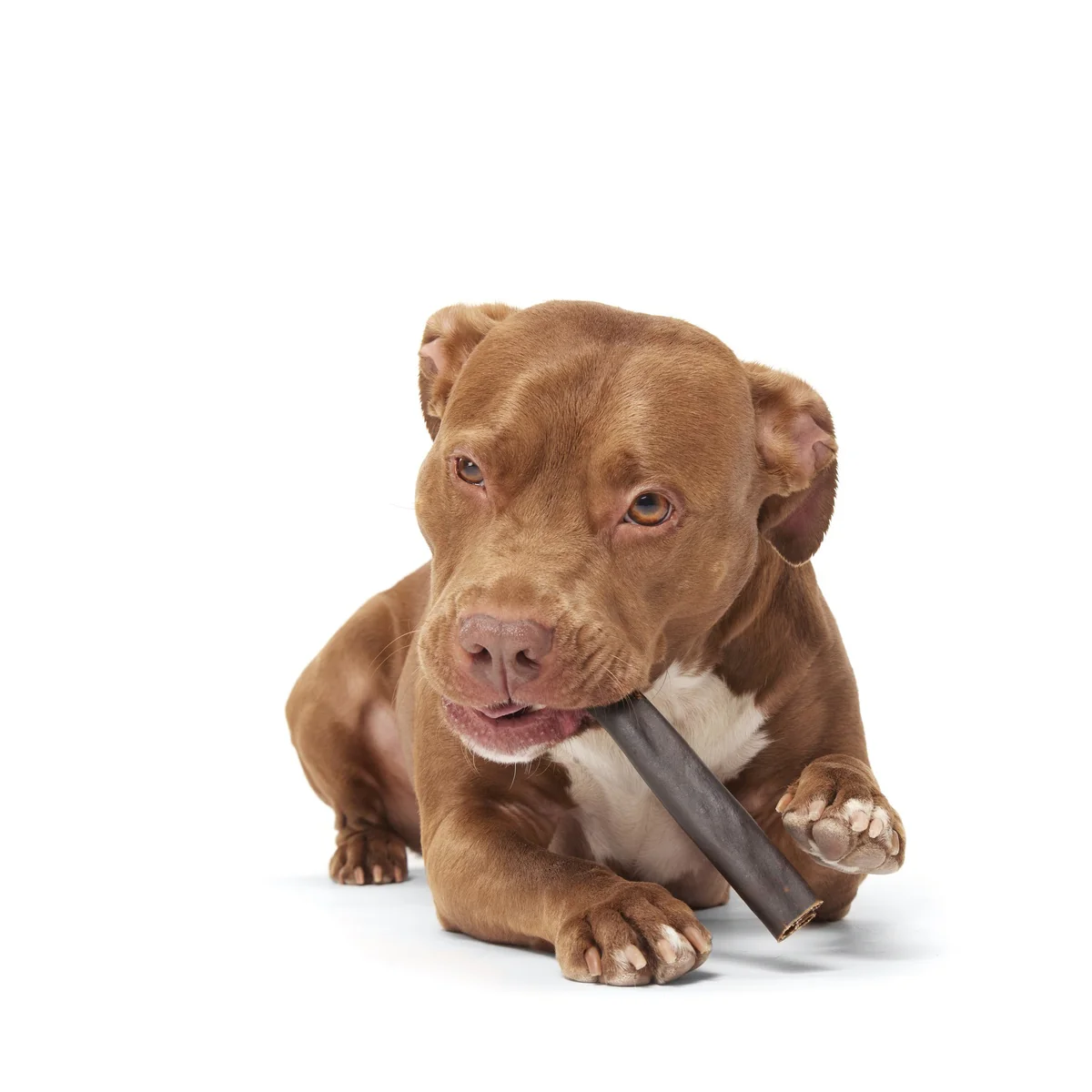 Classic Chewin' Collagen Chew Beef Bully Stick - Image 6