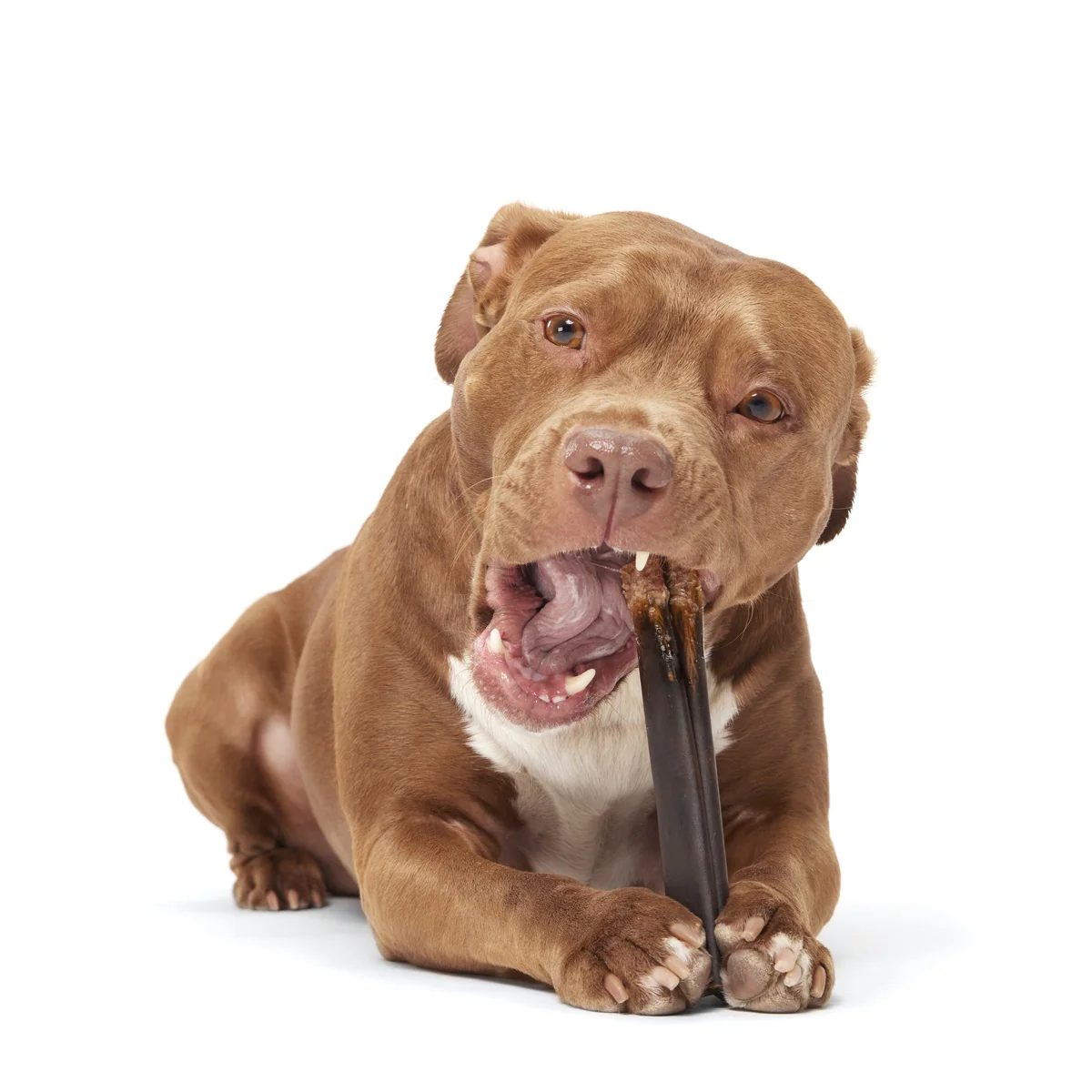 Classic Chewin' Collagen Chew Beef Bully Stick - Image 7