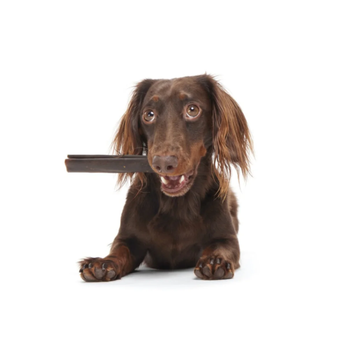 Classic Chewin' Collagen Chew Beef Bully Stick - Image 8