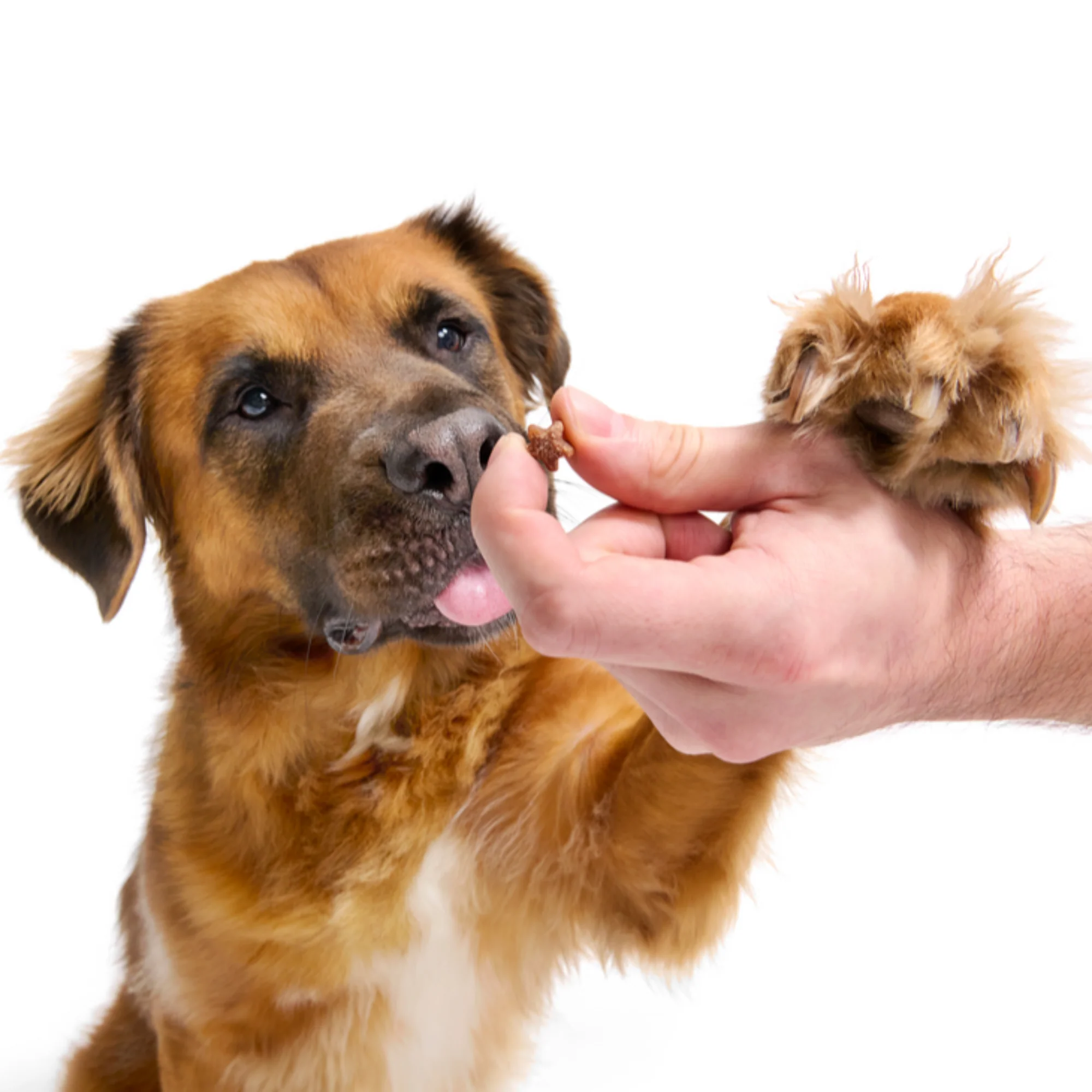 Clucky Lil' Starz Chicken Soft & Chewy Training Dog Treats, 6 oz - Image 4