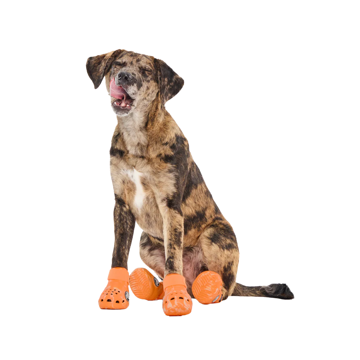 Crocs™ Shoes For Dogs - Image 2