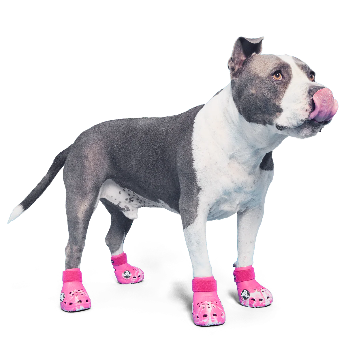 Crocs™ Shoes For Dogs - Image 5