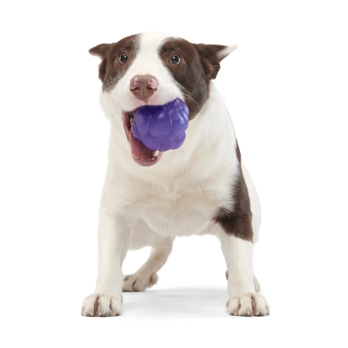 Crystal of the Month Club, Super Chewer Durable Monthly Dog Toys - Image 4