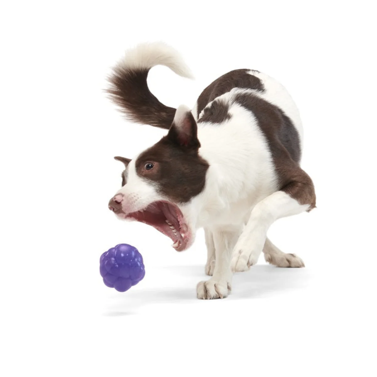 Crystal of the Month Club, Super Chewer Durable Monthly Dog Toys - Image 5