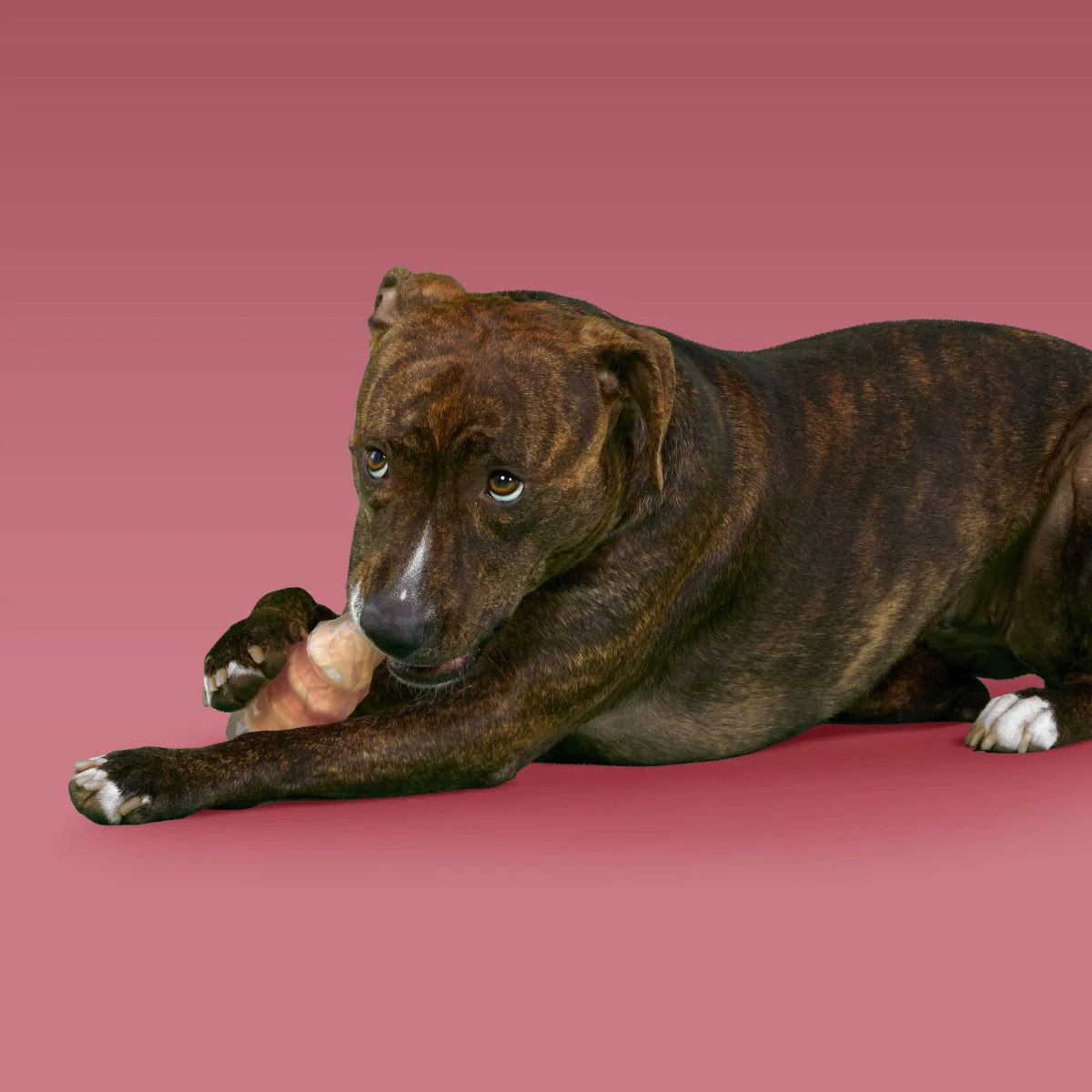 Dandy Rock Candy Durable Super Chewer Gnaw Dog Toy - Image 2