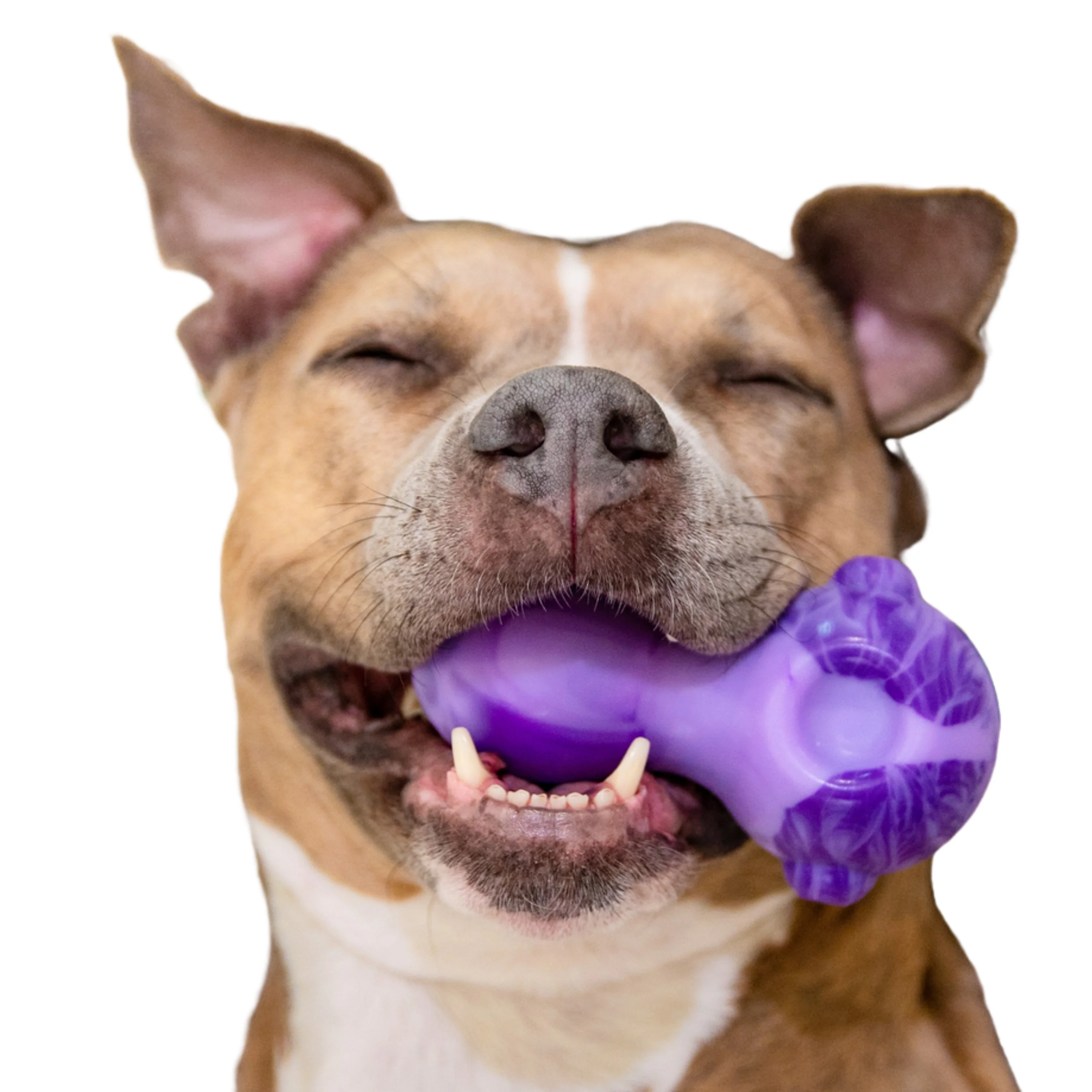 Dog Bowl Super Chewer Durable Gnaw Dog Toy - Image 2