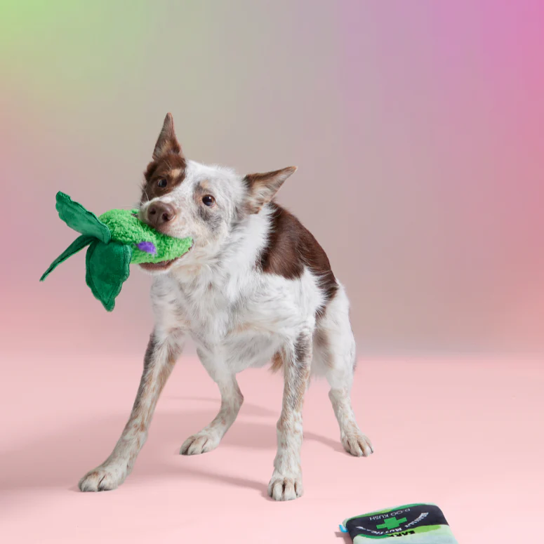 (D)OG Kush Nugs Plush Enrichment + Multi-Part + Fetch Dog Toy - Image 9