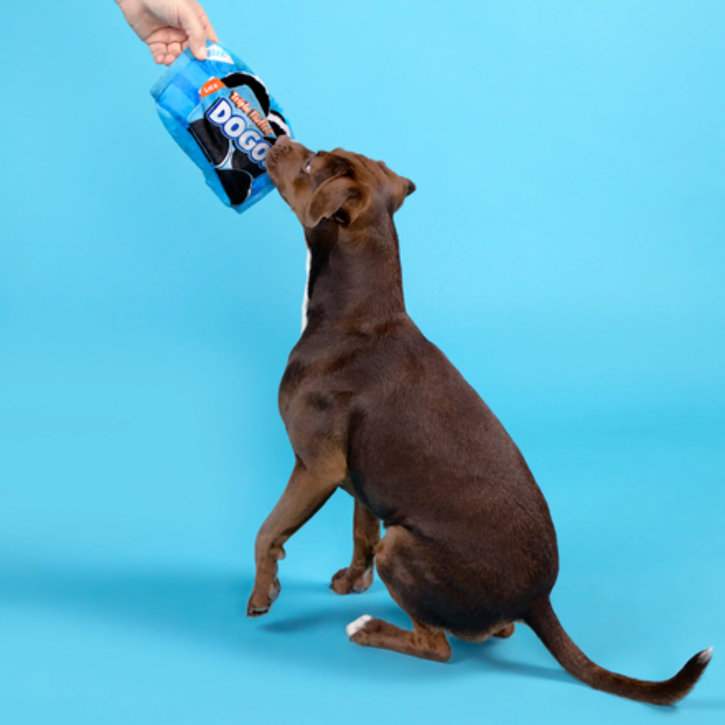 Dogo Dunkers Plush Enrichment + Multi-Part + Fetch Dog Toy - Image 3