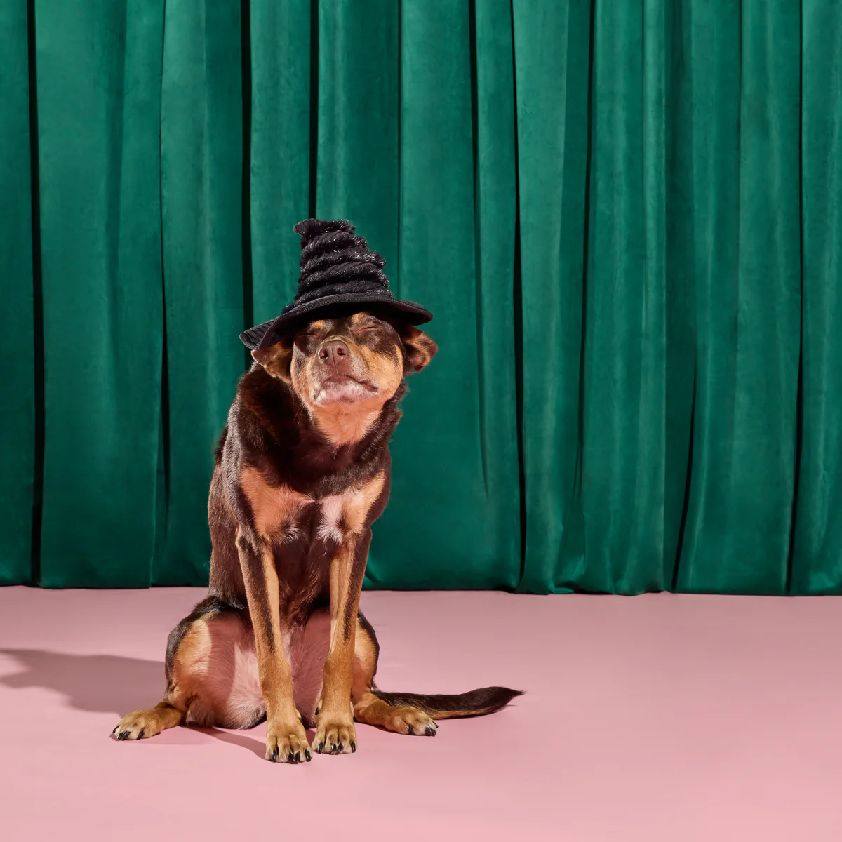 Elphaba's Ozdust Hat Plush 2-in-1 Rip and Reveal + Fetch Dog Toy - Image 4