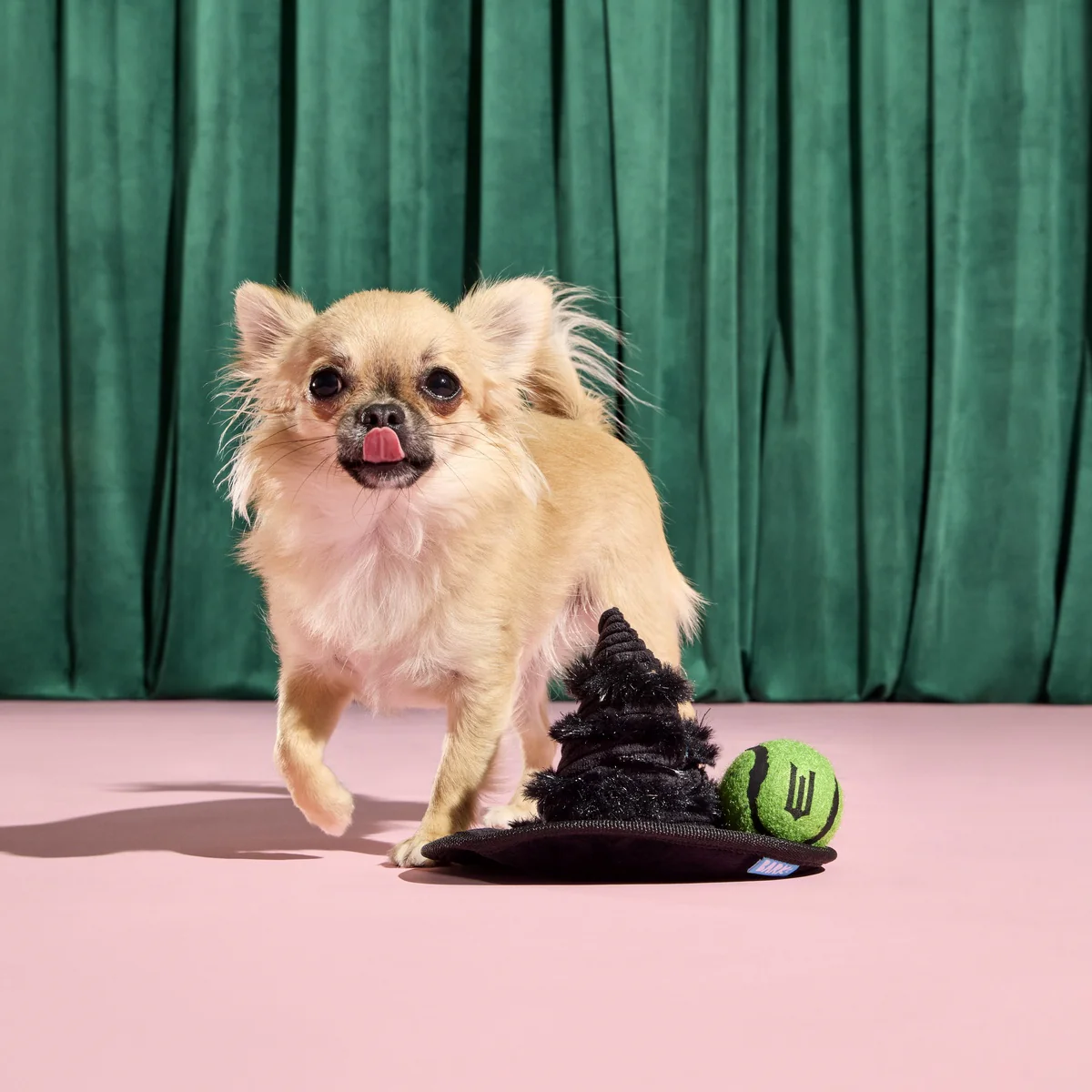Elphaba's Ozdust Hat Plush 2-in-1 Rip and Reveal + Fetch Dog Toy - Image 6
