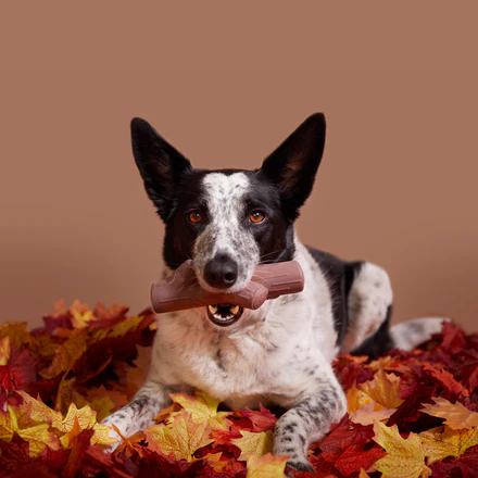 Fall Fetch Stick Super Chewer Durable Dog Toy - Image 2