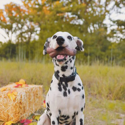 Fall Fetch Stick Super Chewer Durable Dog Toy - Image 4