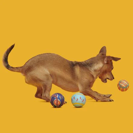 Fetch Mex Tennis Balls Multi-Part + Fetch Dog Toy - Image 3