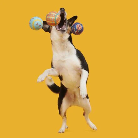 Fetch Mex Tennis Balls Multi-Part + Fetch Dog Toy - Image 4