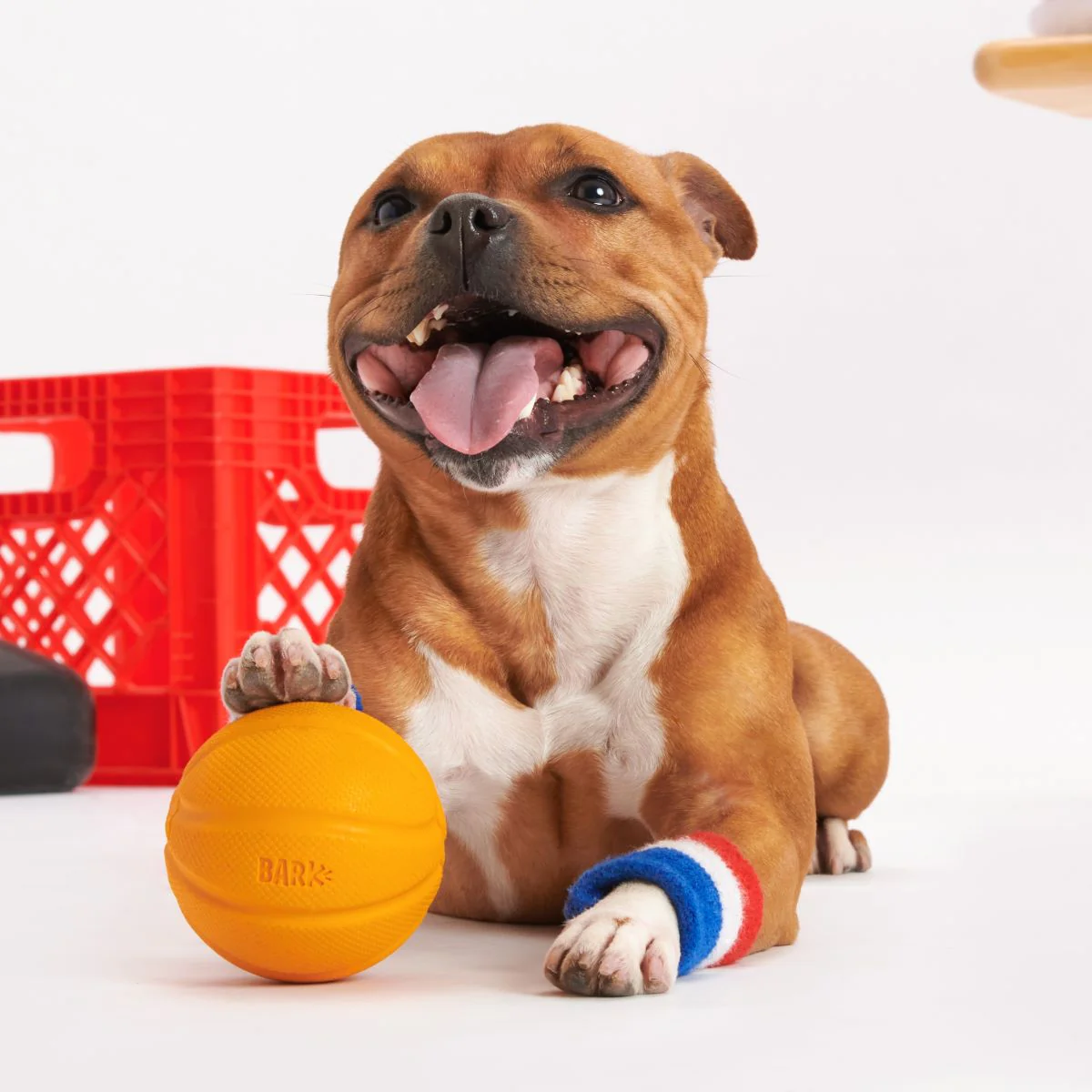 Free Throw Basketball Durable Super Chewer Fetch Dog Toy - Image 2
