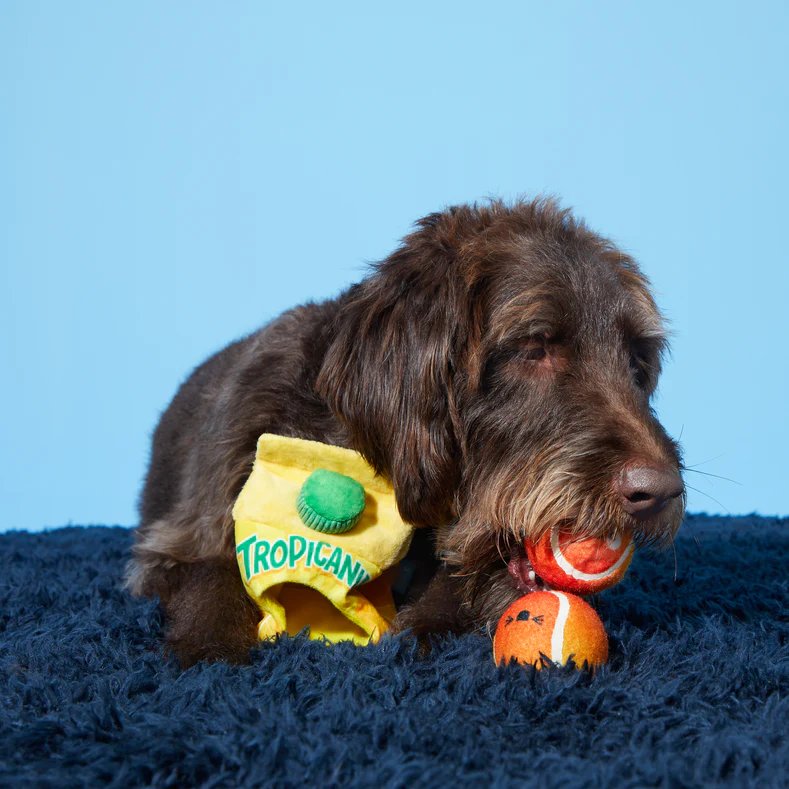 Fresh Squeaked OJ Plush Fetch + Enrichment + Multi-Part Dog Toy - Image 5
