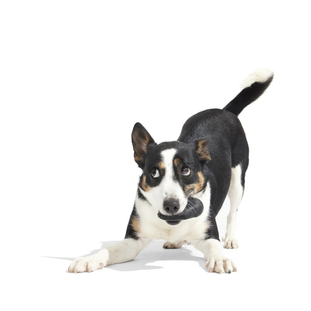 Friendguin Super Chewer Durable 2-in-1 Dog Toy - Image 10