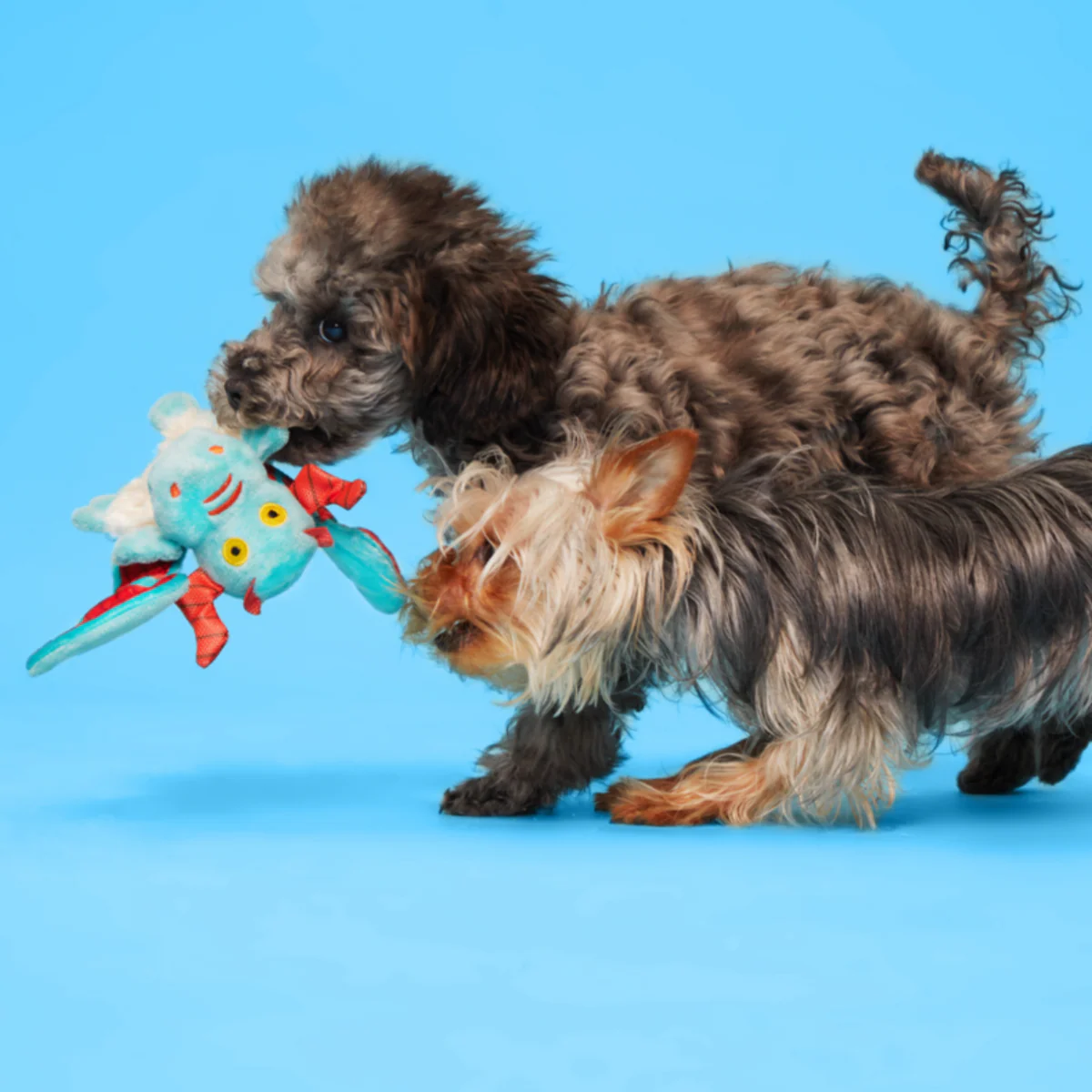 Grimbold the Dragon Plush Tug Dog Toy - Image 2