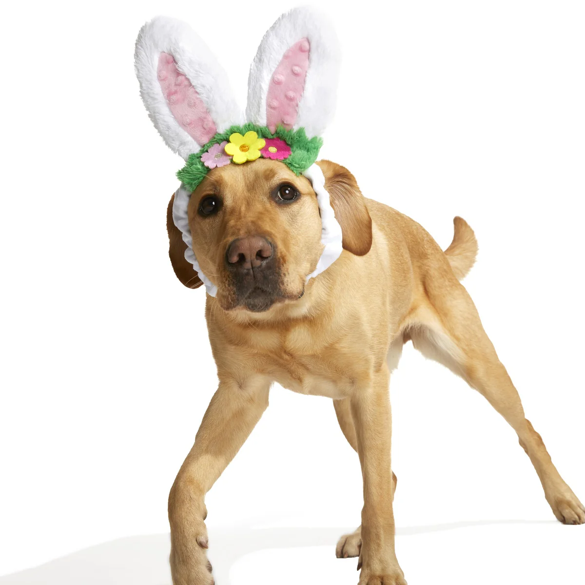 Hare Club Plush Wearable Dog Toy - Image 2