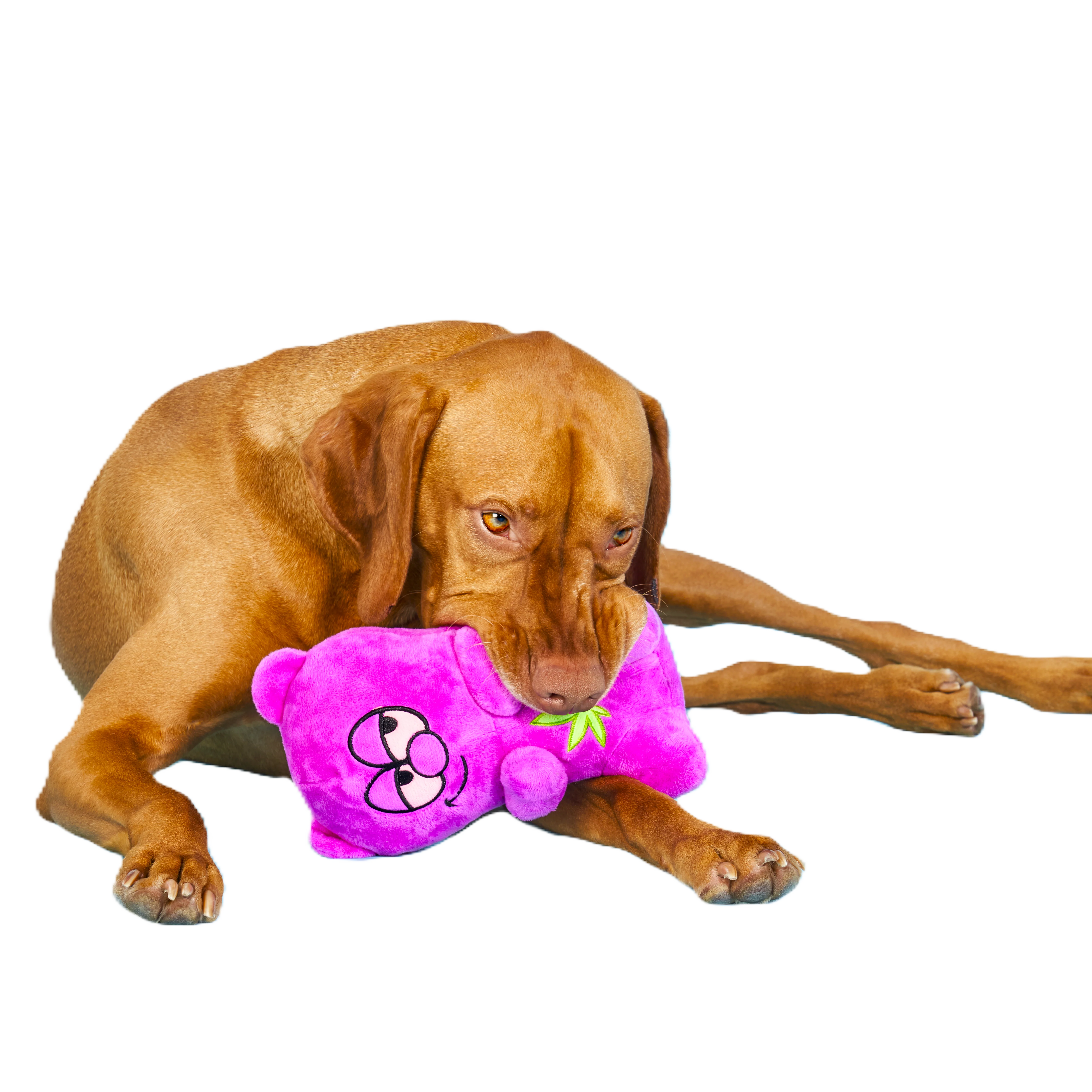 Heady Bear Plush Dog Toy - Image 2