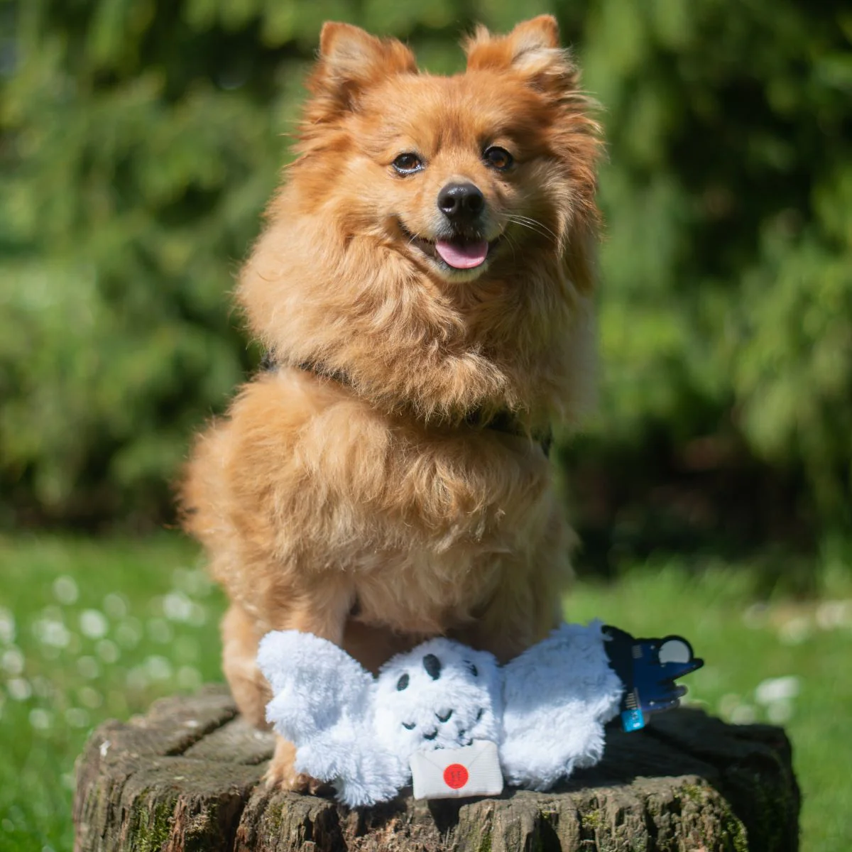 Hedwig™ Plush Tug Dog Toy - Image 3