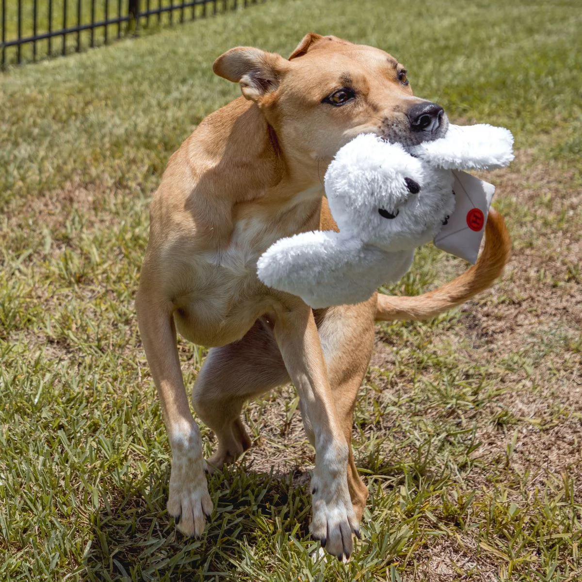 Hedwig™ Plush Tug Dog Toy - Image 6