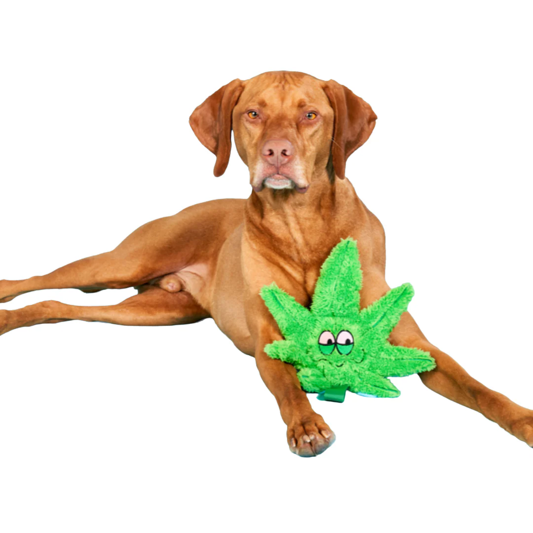 Herb Plush Tug Dog Toy - Image 2