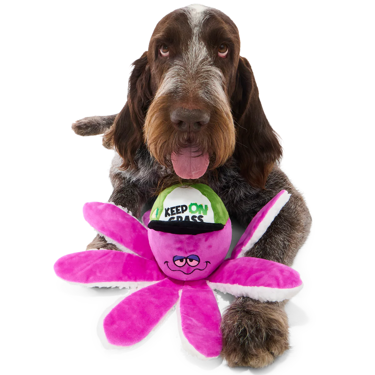 High Time Ollie Plush Tug Dog Toy - Image 2