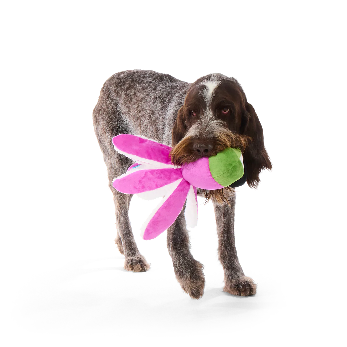 High Time Ollie Plush Tug Dog Toy - Image 4