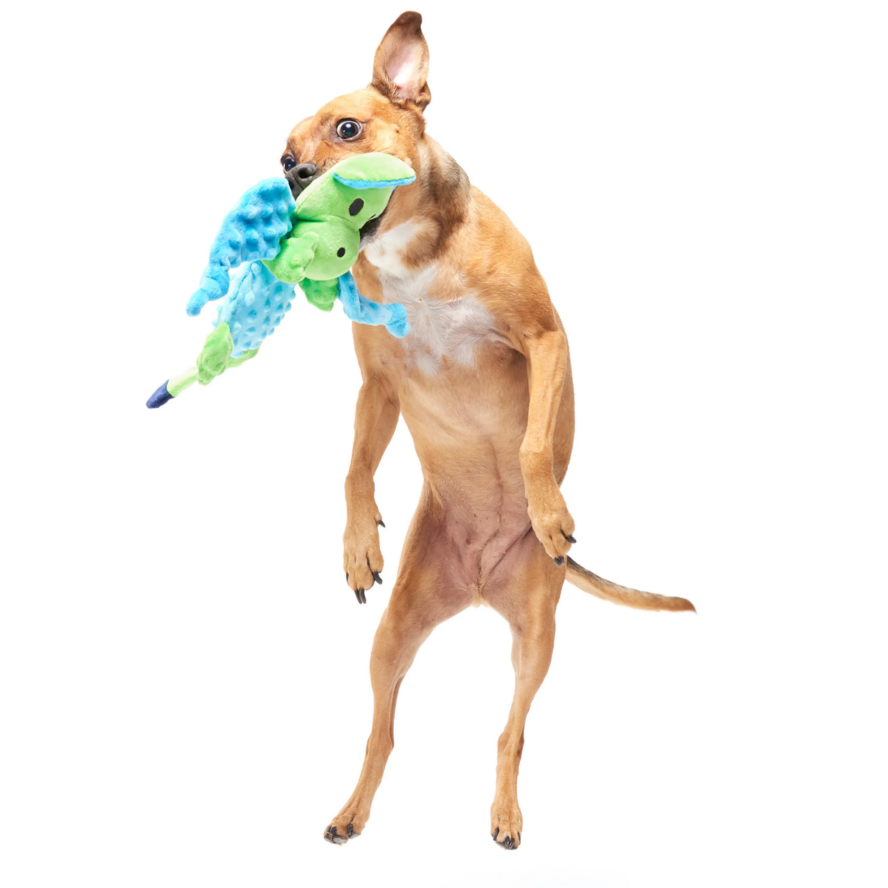 Humbert the Dragon Plush Tug Dog Toy - Image 2
