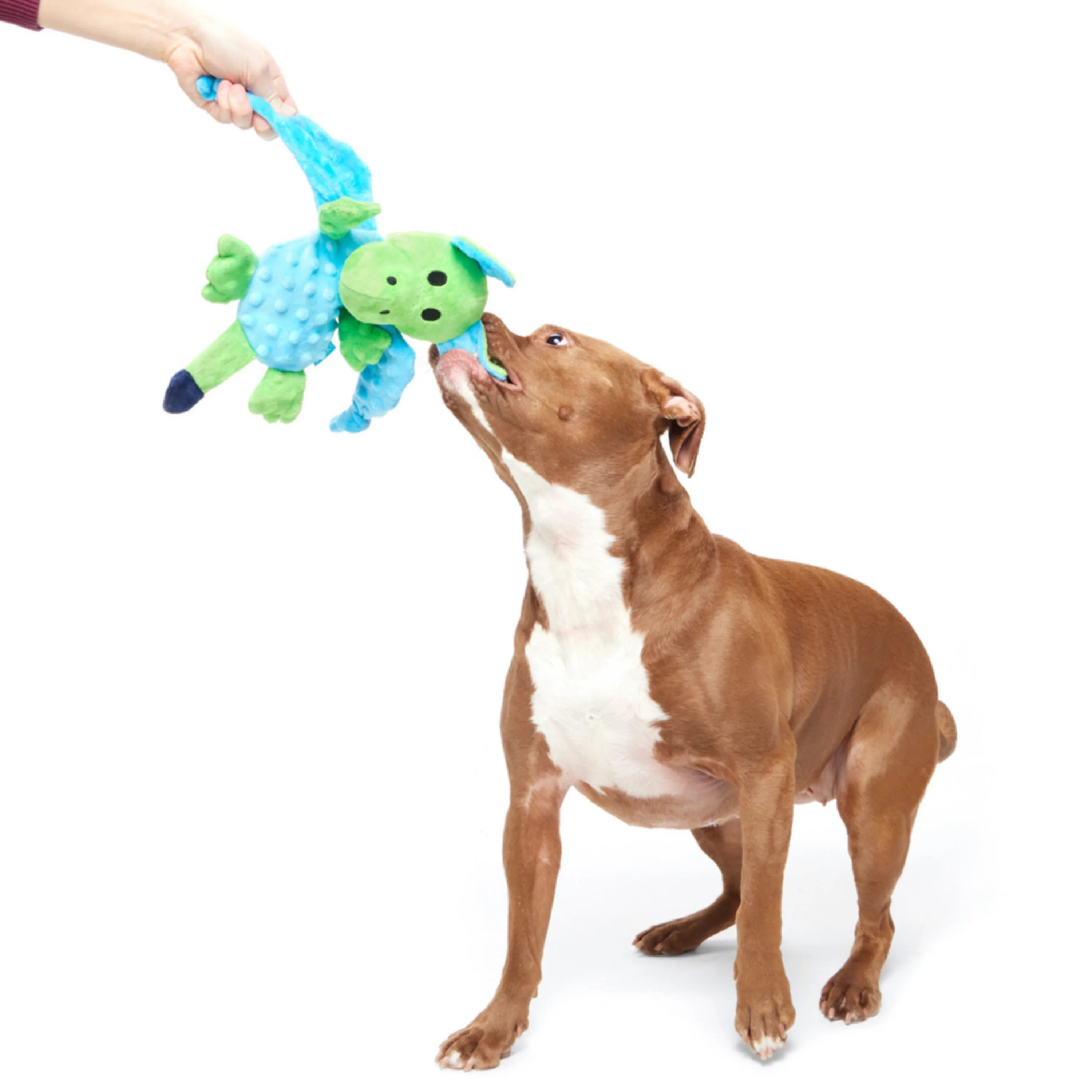 Humbert the Dragon Plush Tug Dog Toy - Image 3