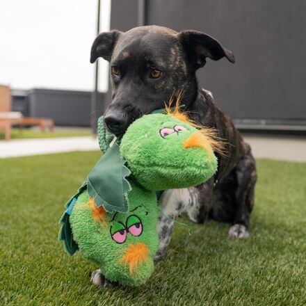 Hydropawnic Buds Plush Tug Dog Toy - Image 5